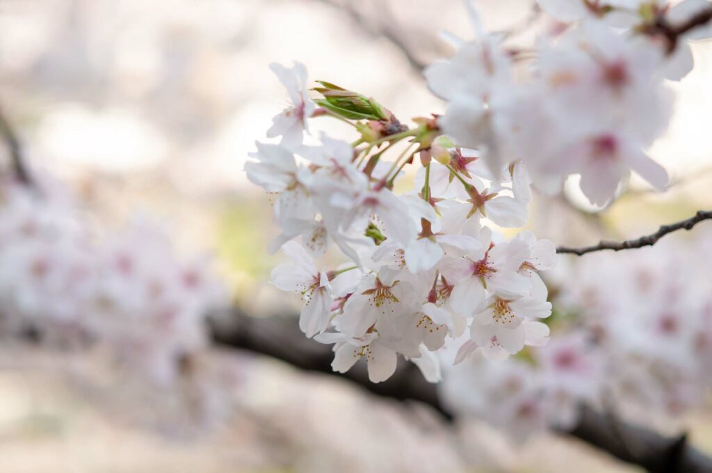 yoshino cherry blossoms